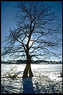 Winterbaum